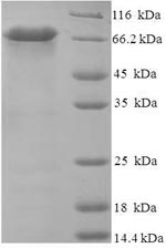 Human CPVL Protein蛋白，orb244966