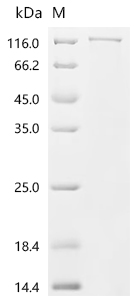 重组蛋白 Mouse Nucleolar RNA helic