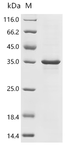 重组蛋白 Human Transcriptional enh