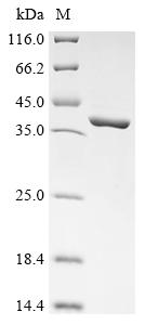 重组蛋白 Escherichia coli Protein蛋