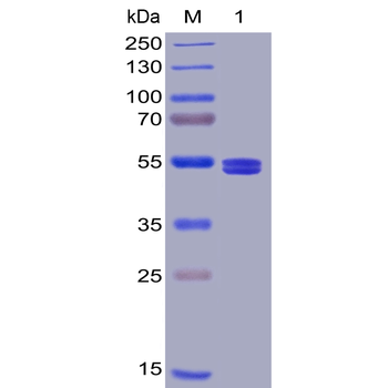 Human B7-H2 Protein蛋白, mFc-His
