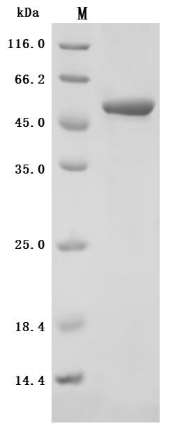 重组蛋白 Finegoldia magna ATCC 535