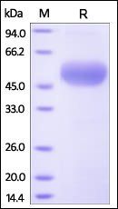 Human Osteoprotegerin Protein蛋