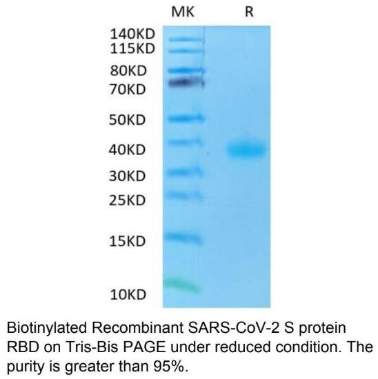 SARS-CoV-2 (COVID-19) Biotinyl
