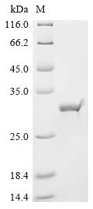 重组蛋白 Escherichia coli Fimbrial