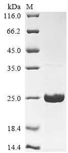 重组蛋白 Human Mucin-1 (MUC1)，orb1