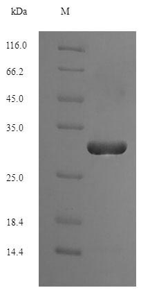 E. coli trxC Protein蛋白，orb3581