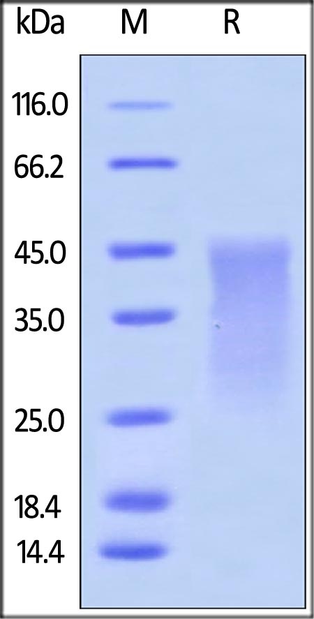 PD1 重组蛋白，orb1227916，biorbyt