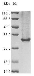 重组蛋白 Human Gamma-aminobutyric 