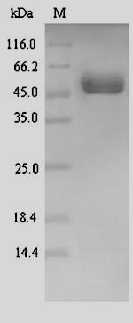 Human DRAXIN Protein蛋白，orb3588