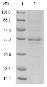 E.coli fim3 Protein蛋白,orb24467