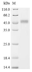 重组蛋白 Human Ubiquitin-like modi