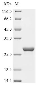 重组蛋白 Escherichia coli Chemotax