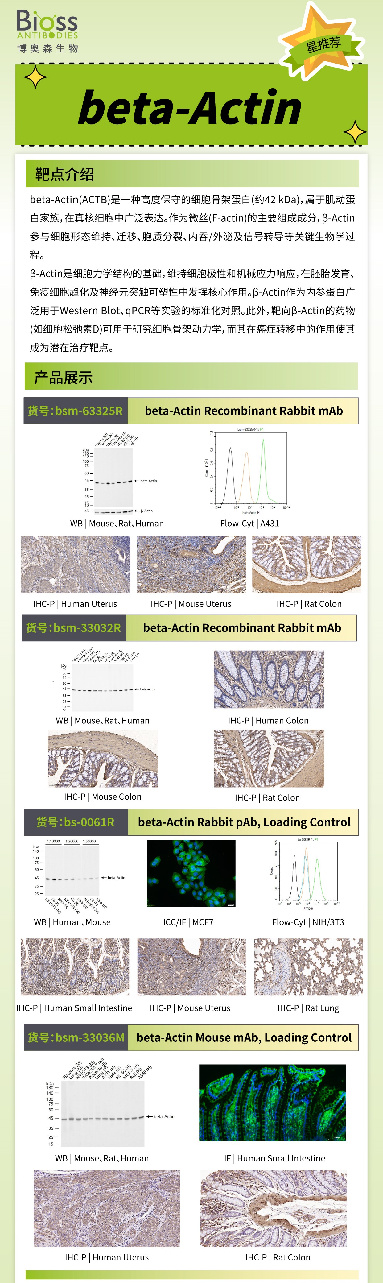 博奥森 星推荐 | beta-Actin 抗体