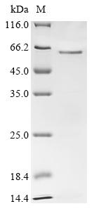 重组蛋白 Human Cyclin-A2 (CCNA2)，o