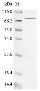 重组蛋白 Mouse Spermine oxidase (S