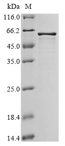 virD2 Protein蛋白，orb1476922，bio