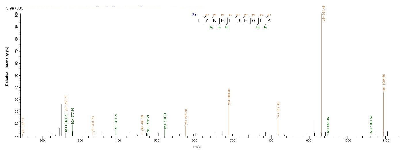 Bacterial scn Protein蛋白，orb358