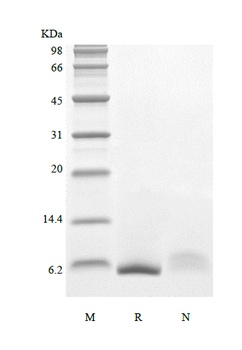 重组蛋白 Human Epiregulin，orb19062