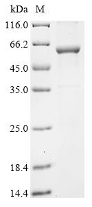 重组蛋白 Human Cytochrome P450 2A1