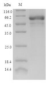 E.coli BBE1 Protein蛋白，orb24470