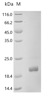 重组蛋白 PRRSV HB-2 (sh)/2002 ORF2