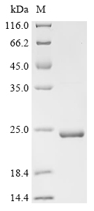 重组蛋白 Human Microtubule-associa