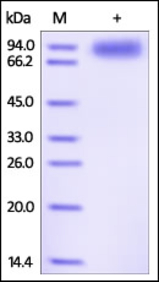 IL1R3 重组蛋白，orb1227980，biorbyt