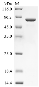 重组蛋白 Human Lactase-like Protei