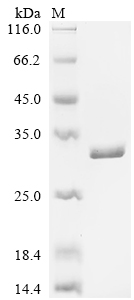 重组蛋白 Lactobacillus casei 60 kD
