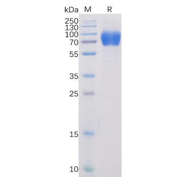 Human BCMA Protein蛋白, mFc Tag，