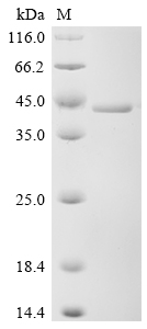 重组蛋白 Human Dual specificity mi