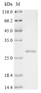 重组蛋白 Mouse Synaptosomal-associ