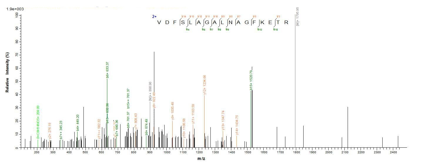 Mouse GFAP Protein蛋白，orb244227