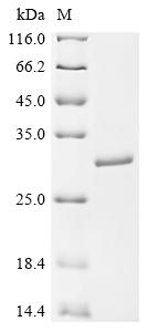 重组蛋白 Human Kinesin-like Protei