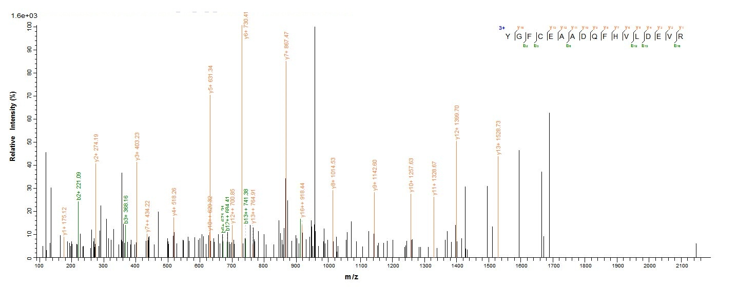 Human C8G Protein蛋白，orb246304，
