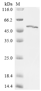重组蛋白 Drosophila mauritiana Mar