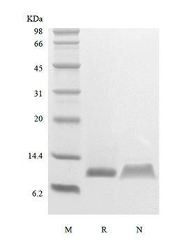 重组蛋白 Human Platelet Factor-4/C