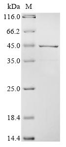 重组蛋白 Rat Apolipoprotein E (Apo