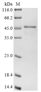 pepT Protein蛋白，orb1477233，bior