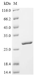 重组蛋白 Pseudomonas aeruginosa Pr
