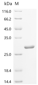 重组蛋白 Escherichia coli Intermem