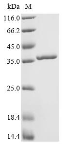 重组蛋白 Enterobacteria phage T4 S