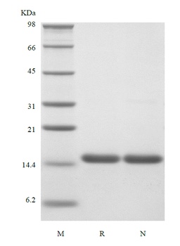重组蛋白 Human Interleukin-16, 130