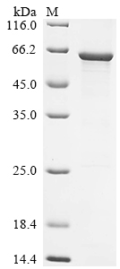 重组蛋白 Human O-phosphoseryl-tRNA