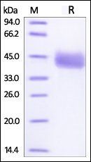 Human IgG3 Fc Protein蛋白,orb257