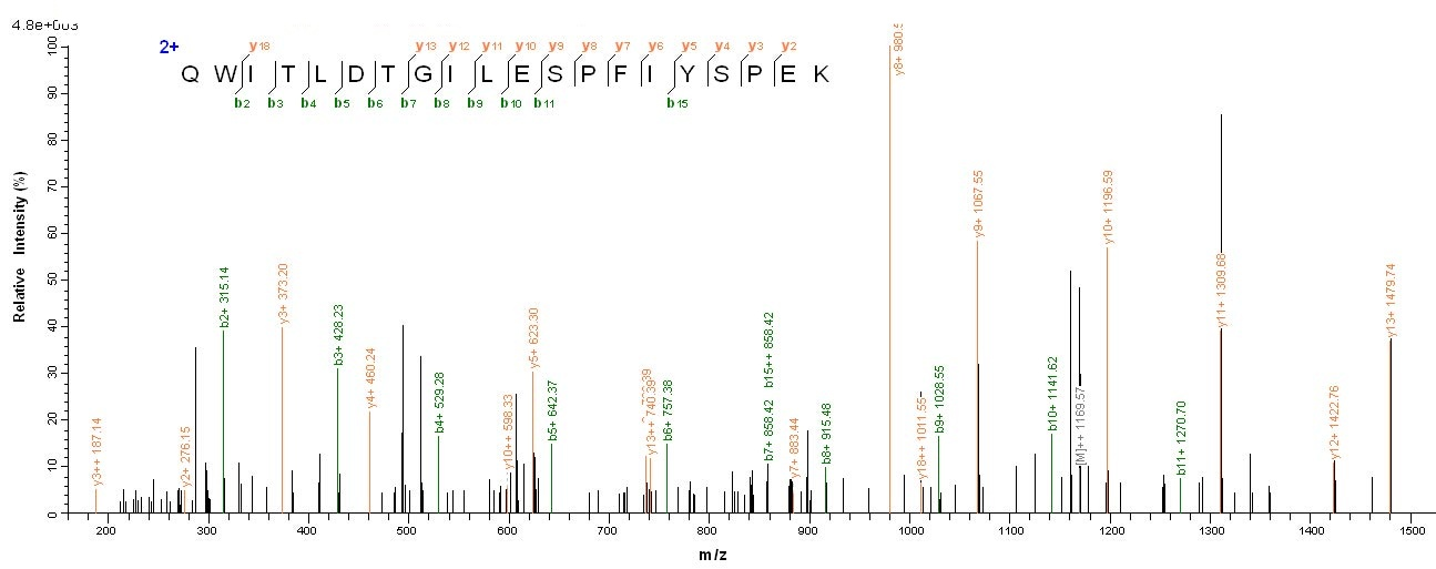 Human RHBDL2 Protein蛋白，orb2444