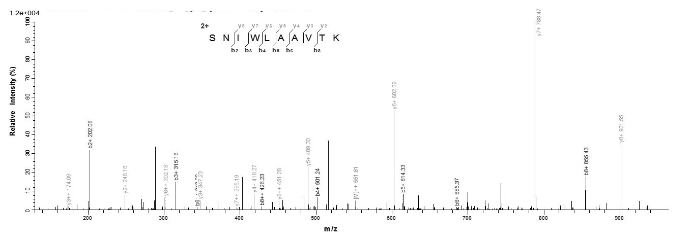 Human AP2M1 Protein蛋白，orb24629