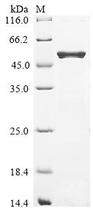 重组蛋白 Escherichia coli O157:H7 