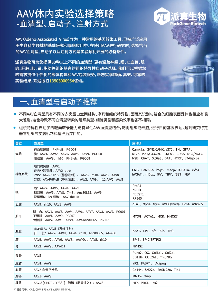 AAV体内实验选择策略-血清型、注射方式